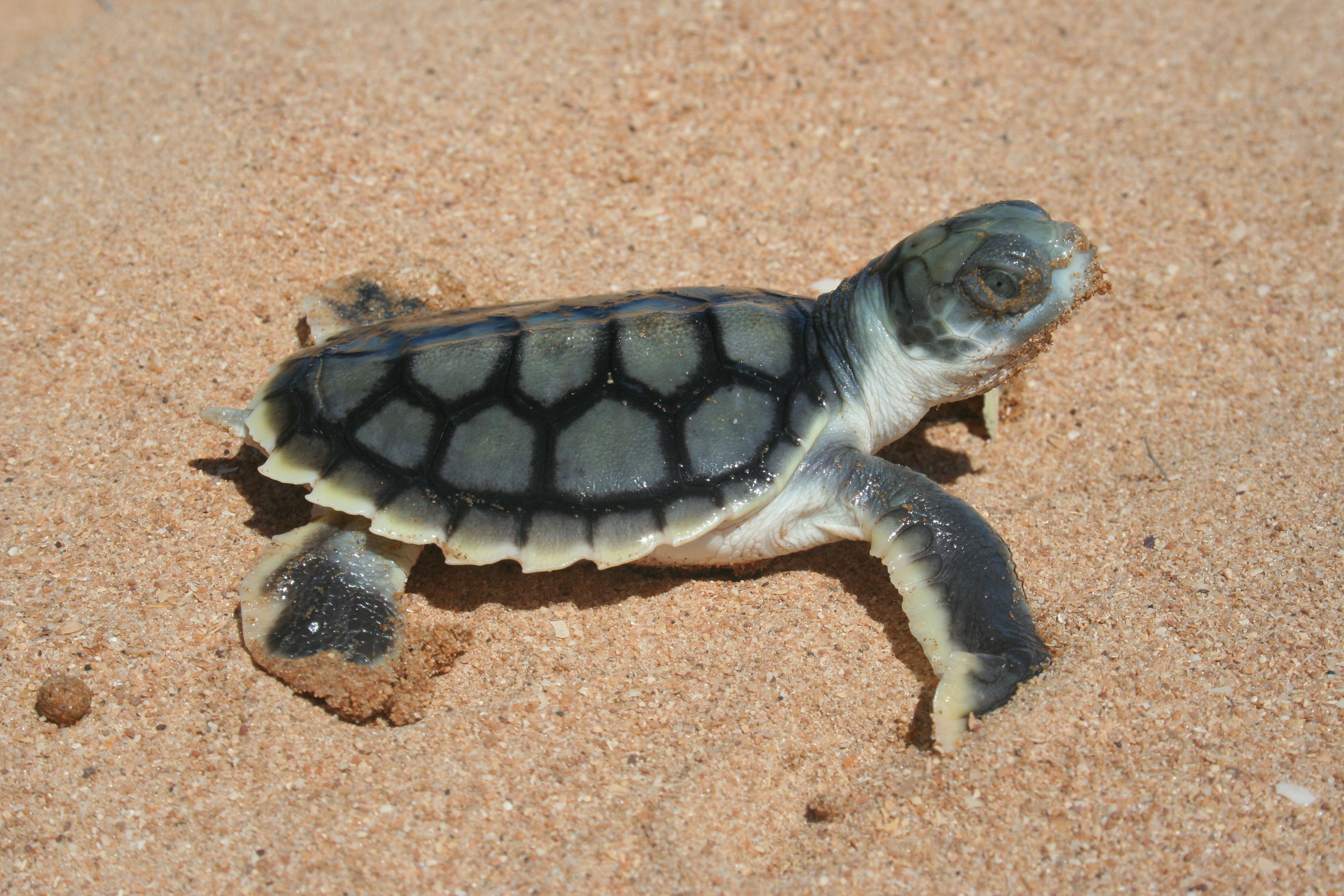 Flat Back Hatchling